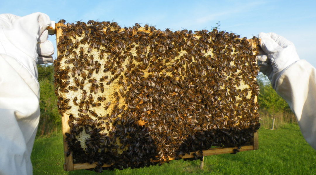 Long Newnton Bee Keepers