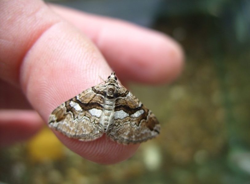 Barbury Moth Project