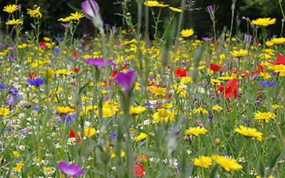 Wild Flower Verges Fundraising appeal