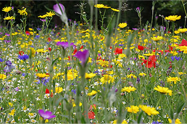 Wild Flower Verges Fundraising appeal